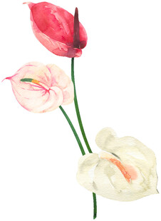 三朵色彩各异的海芋花