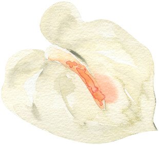 水彩画中的白色马蹄莲