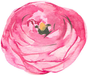 手绘粉色花朵水彩画