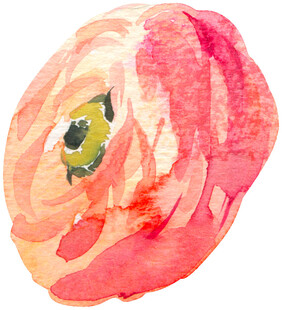 水彩绘粉色花朵