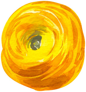 黄色水彩风毛茛花朵