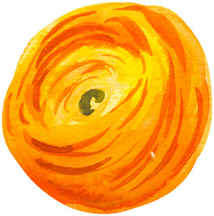 手绘橙色花朵水彩画