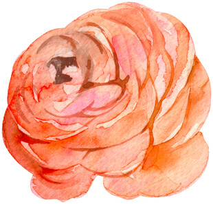 水彩绘橙色毛茛花