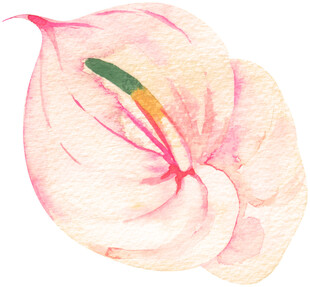 手绘粉色海芋花朵