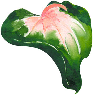 彩色花叶植物特写