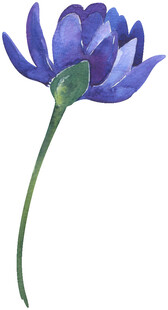 蓝色花朵水彩画
