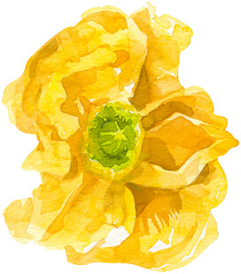黄色花朵水彩画