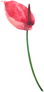 红色海芋花特写