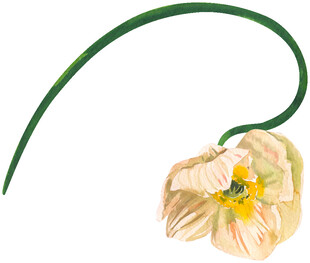 弯曲花茎上的淡黄色花朵