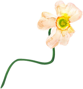 淡黄色花朵绿色花茎