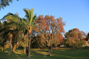 秋日公园的多彩树木景观