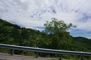 公路旁绿意盎然的自然景致