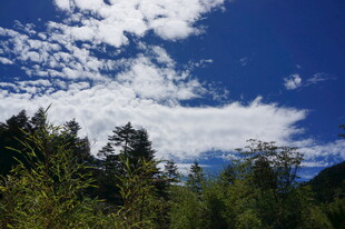 蓝天白云下的葱郁山林