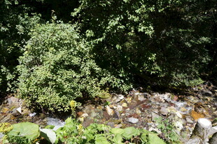 溪边绿植与多彩鱼儿景观