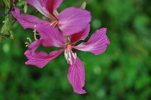 娇艳粉色花卉特写