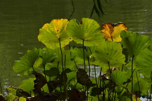 荷塘荷叶 