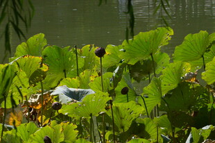 荷塘荷叶 