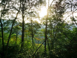 阳光穿透树林的自然美景