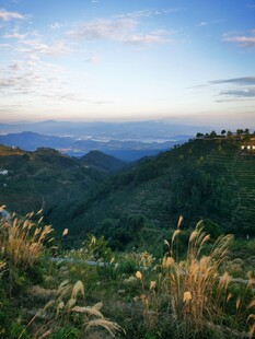 山间美景 高山茶园