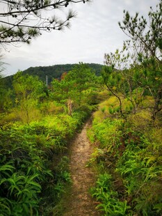 山间小径 绿意盎然的自然路