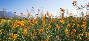 灿烂彩色油菜花田