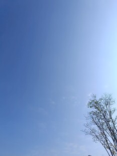 蓝天孤树