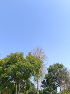 蓝天绿树自然风景图