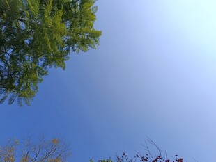 仰望蓝天绿树