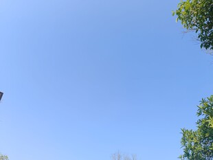 蓝天绿树间的飞鸟