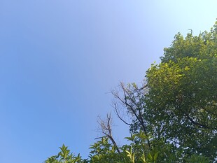 蓝天绿树间的清新景致