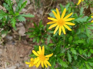 黄色小花绽放于绿叶间