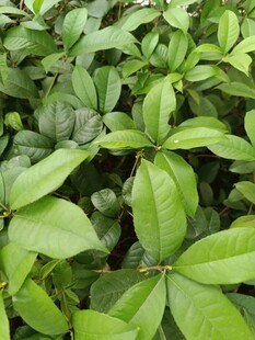 翠绿叶片植物特写