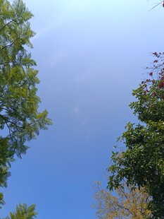 仰望蓝天绿树