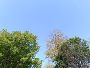 秋日绿树蓝天景致