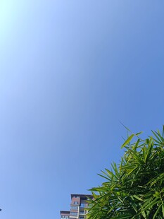 蓝天绿树间的清新景致