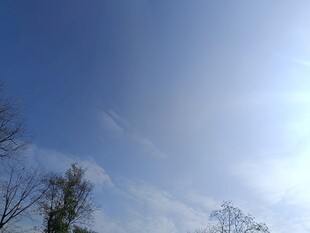 晴朗天空下的树木景观