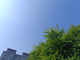 蓝天翠竹旁的高楼