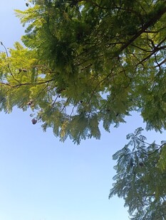 仰视绿树蓝天的清新景象