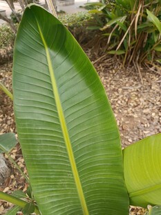 宽大翠绿的香蕉叶