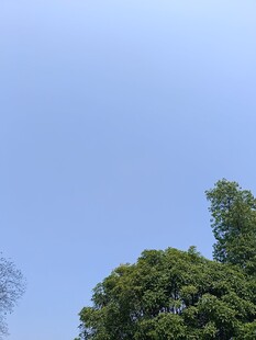 蓝天绿树风景图