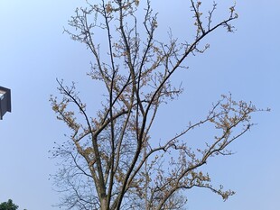 光秃树枝映蓝天