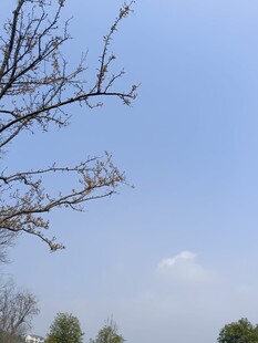 蓝天树枝风景图