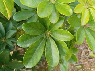 翠绿鹅掌柴叶片特写