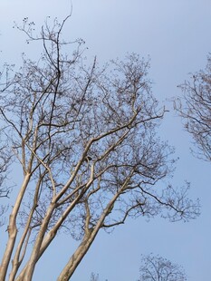 蓝天映衬下的光秃树枝