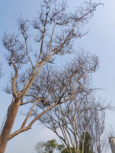 光秃树木映衬蓝天