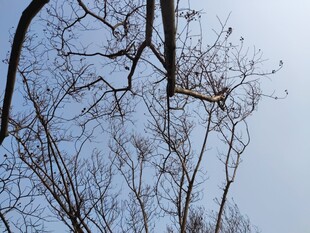 冬日枯树枝干景象