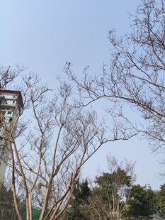 瞭望塔矗立在树木间