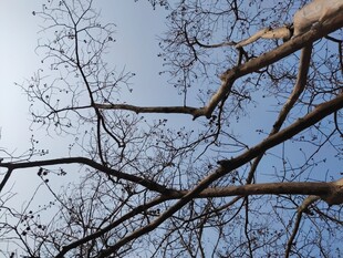 冬日树枝与蓝天景象