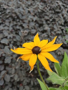 孤艳黑心菊绽于碎石间