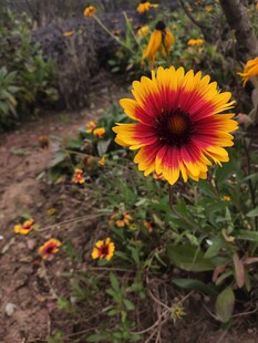 艳丽天人菊绽放于花丛